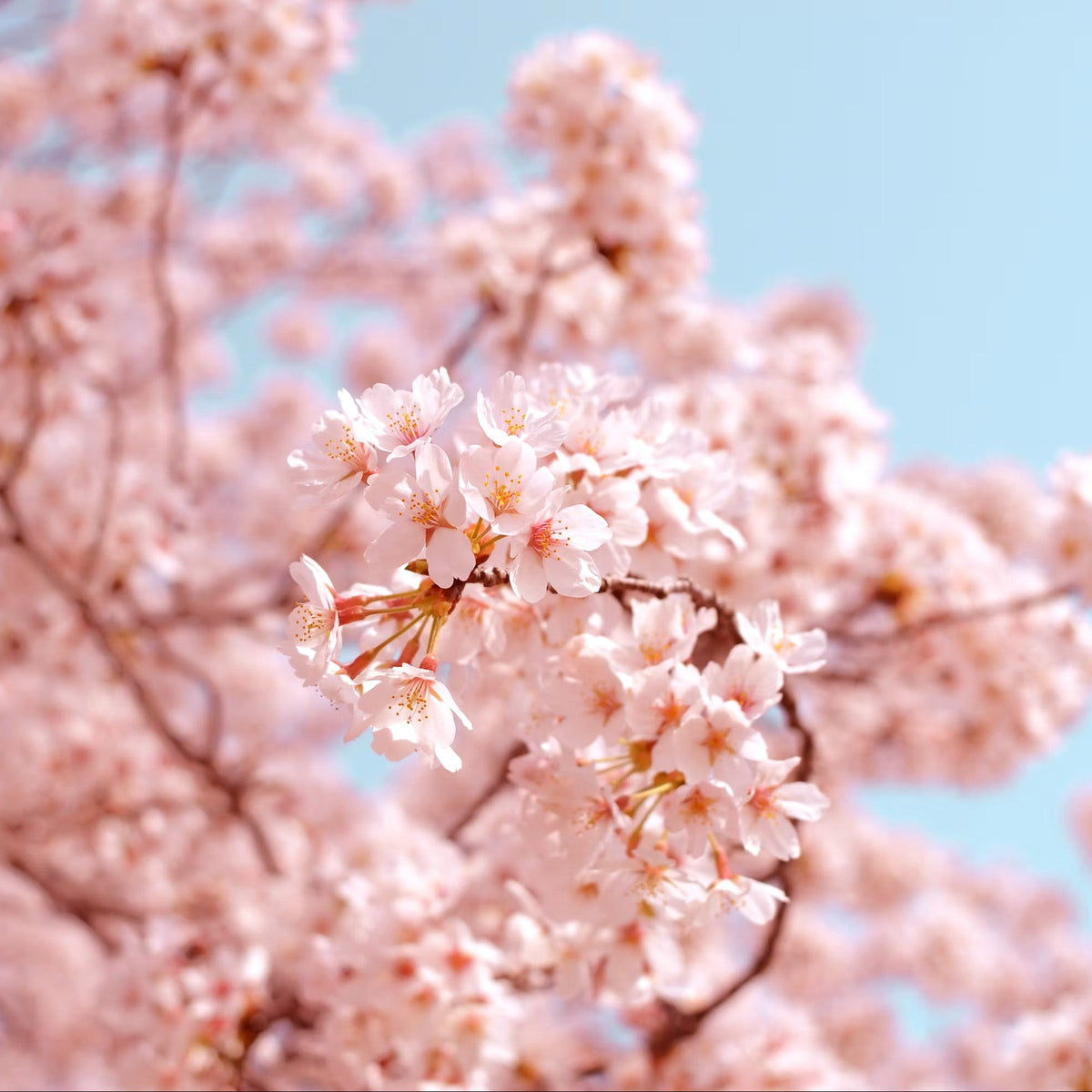 FLOWER POWER