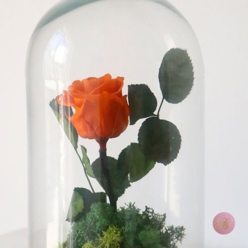 rosa eterna