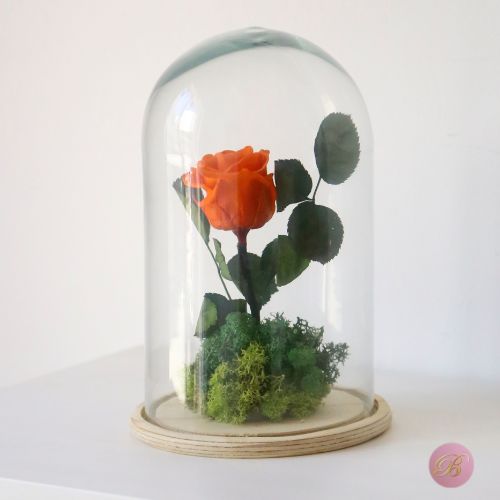 cupula rosa eterna
